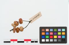 Foto von Perlenkette (NHMW-PRAE-025036)
